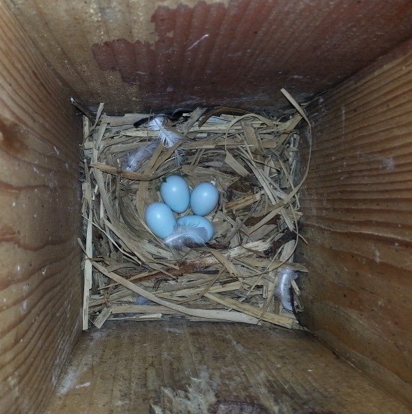 Az egyik D odúban seregély tojásokat találtunk (Fotó: Lendvai Csaba)