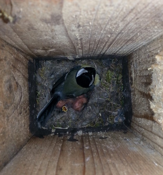 1-2 napos széncinege fiókák és az őket védelmező szülő madár (Fotó: Lendvai Csaba)