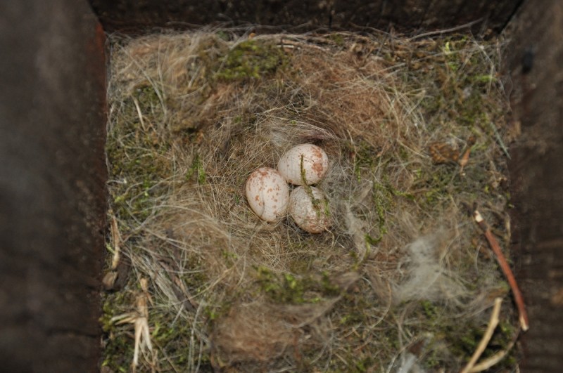 Az egyik odúban 3 széncinege tojás volt. Jól látható a főleg mohából álló puha fészek. (Fotó: Lendvai Csaba)