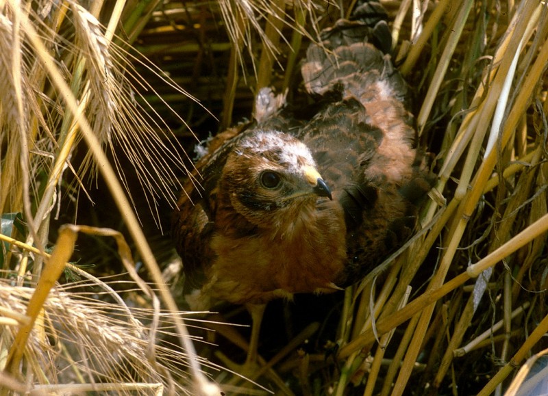 Hamvas rétihéja fióka gabonában (Fotó: Szitta Tamás)