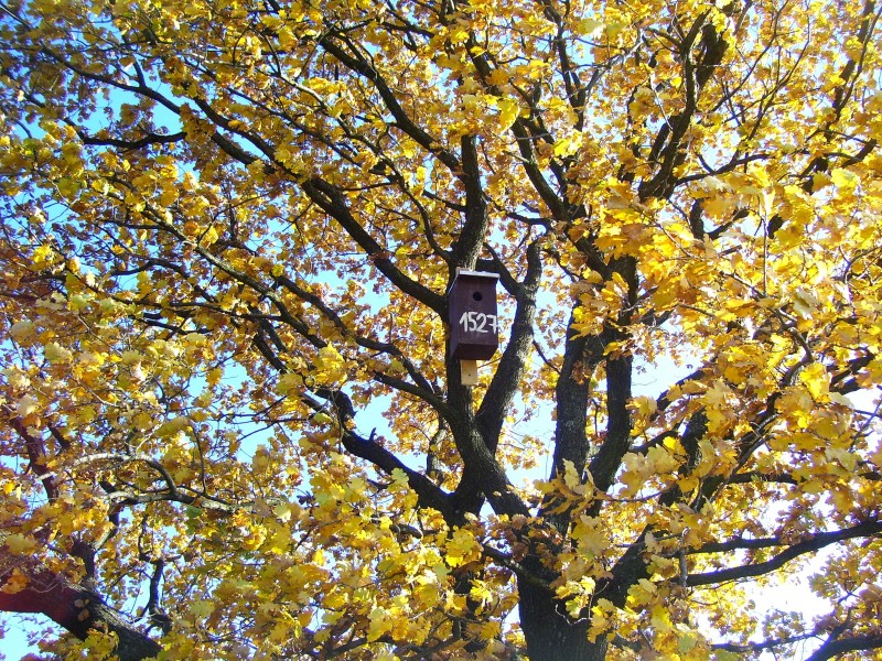 Ősszel kihelyezett mesterséges odú (Fotó: Hák Flóra)