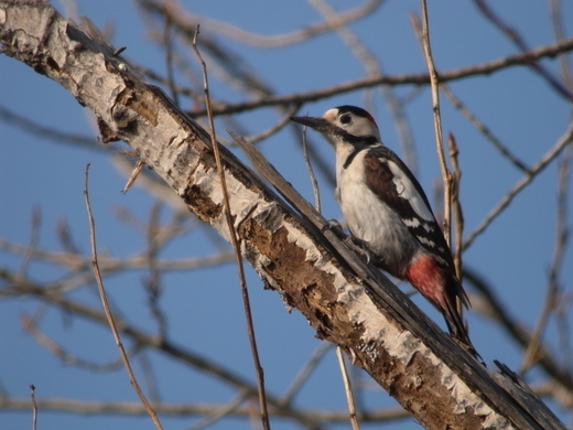 Syrian Woodpecker (Dendrocopos syriacus). Male. Csepel, Budapest (Kokay Szabolcs) 