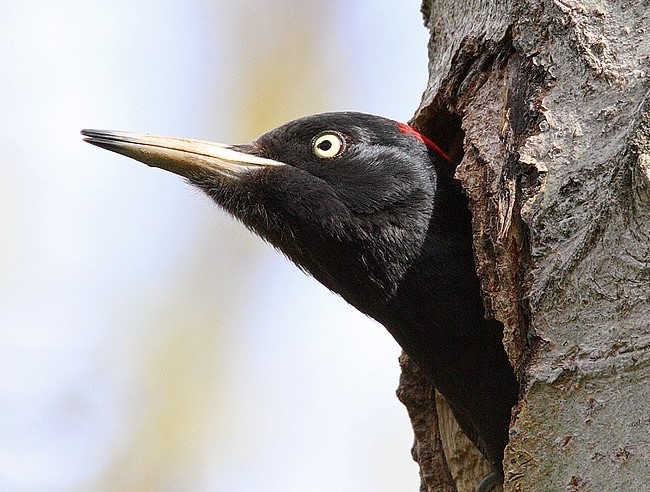  Fekete harkály (Dryocopus martius) / Black Woodpecker