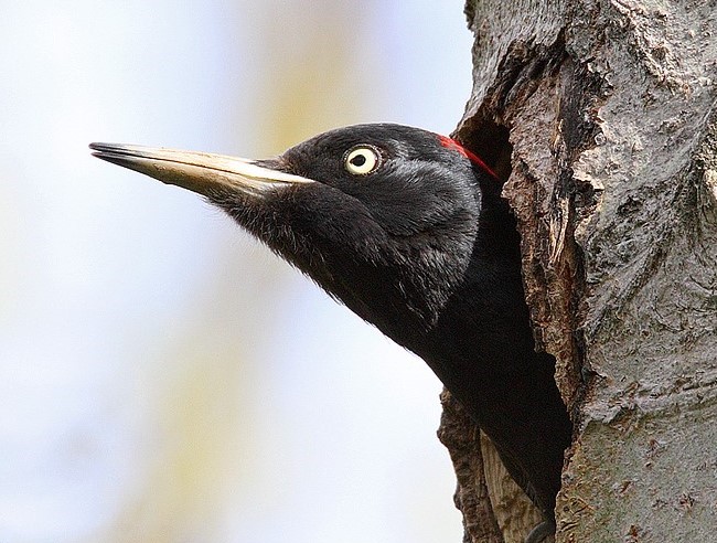 Hazai Hark lyf l k Hungary s Woodpeckers Magyar Mad rtani s 