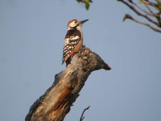 White-backed Woodpecker (Dendrocopos leucotos) Male. (Kokay Szabolcs)