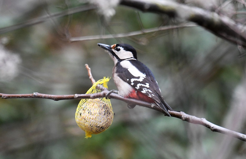 Hazai Hark lyf l k Hungary s Woodpeckers Magyar Mad rtani s 