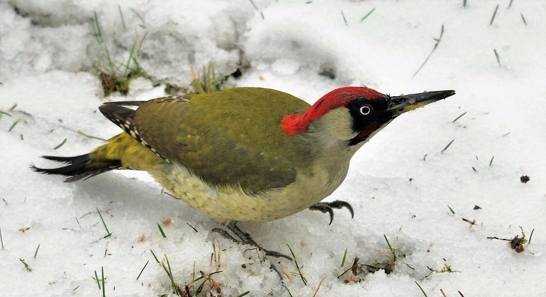 Hazai Hark lyf l k Hungary s Woodpeckers Magyar Mad rtani s 