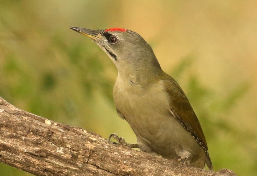Hamvas küllő (Picus canus) / Grey-headed Woodpecker