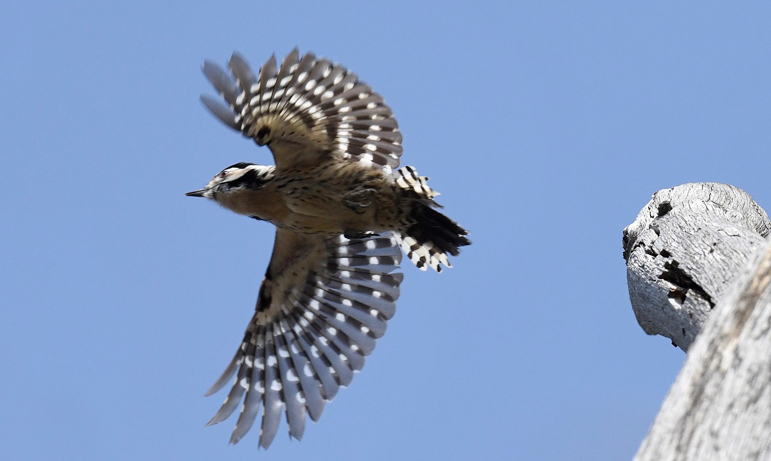 Hazai Hark lyf l k Hungary s Woodpeckers Magyar Mad rtani s 