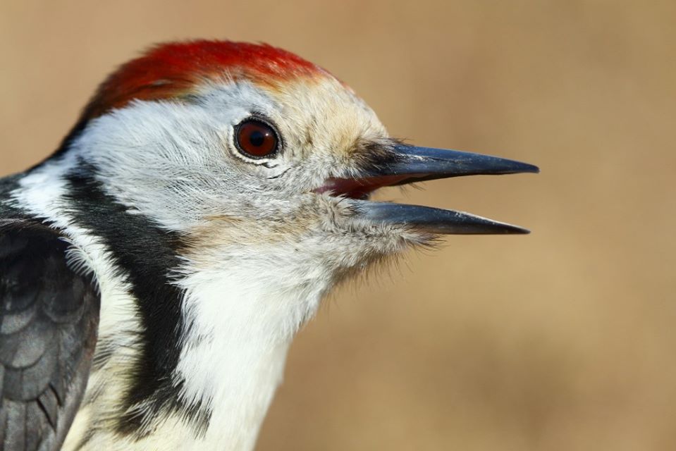Közép fakopáncs (Dendrocopos medius) / Middle Spotted Woodpecker
