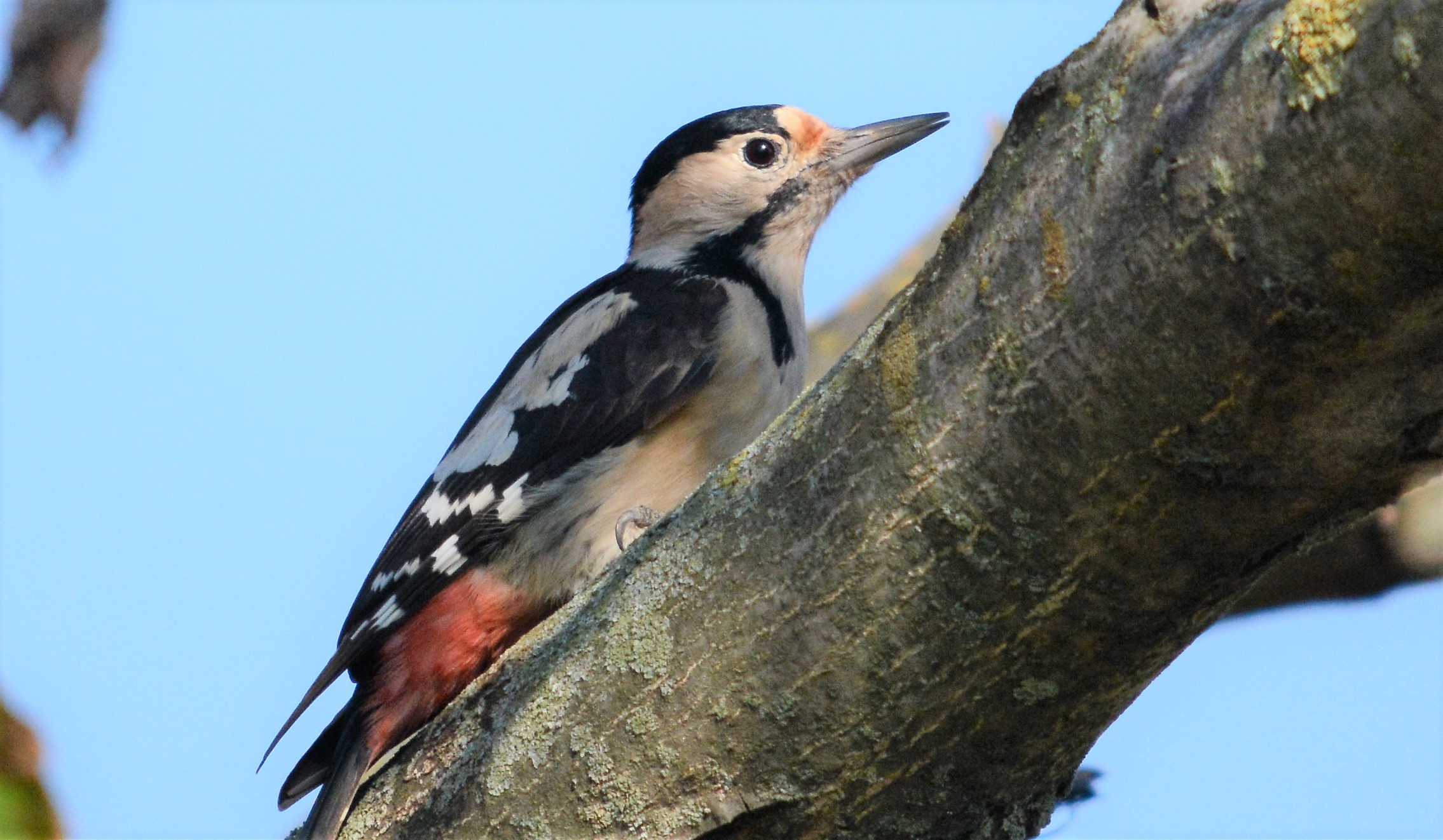 Balkáni fakopáncs (Dendrocopos syriacus) / Syrian Woodpecker