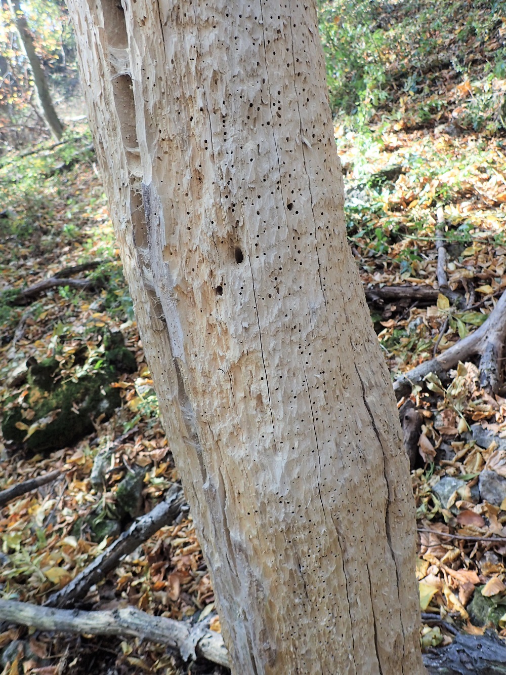 White backed Woodpecker beetle holes Carpinus betulus