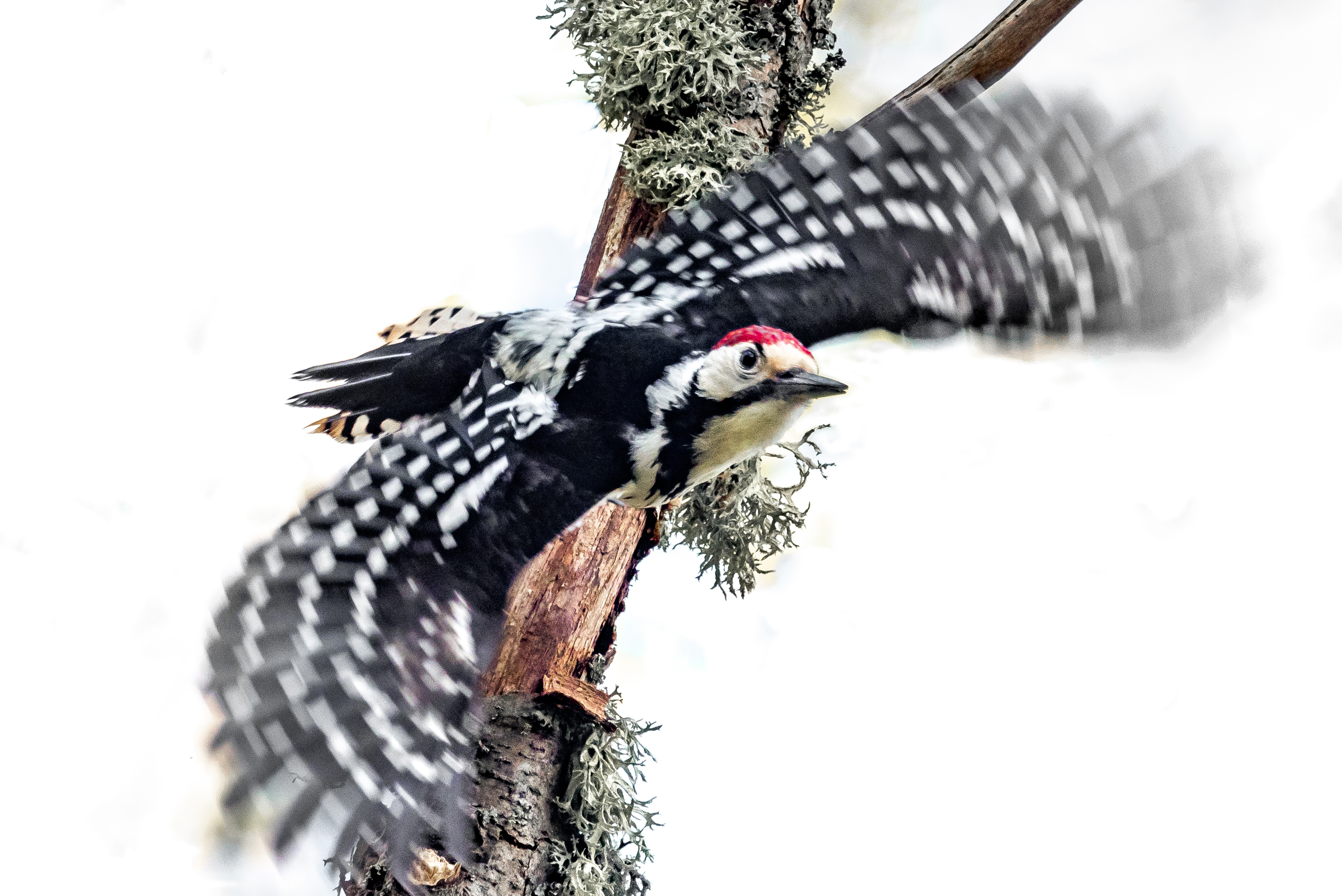 Fehérhátú fakopáncs (Dendrocopos leucotos) / White-backed Woodpecker