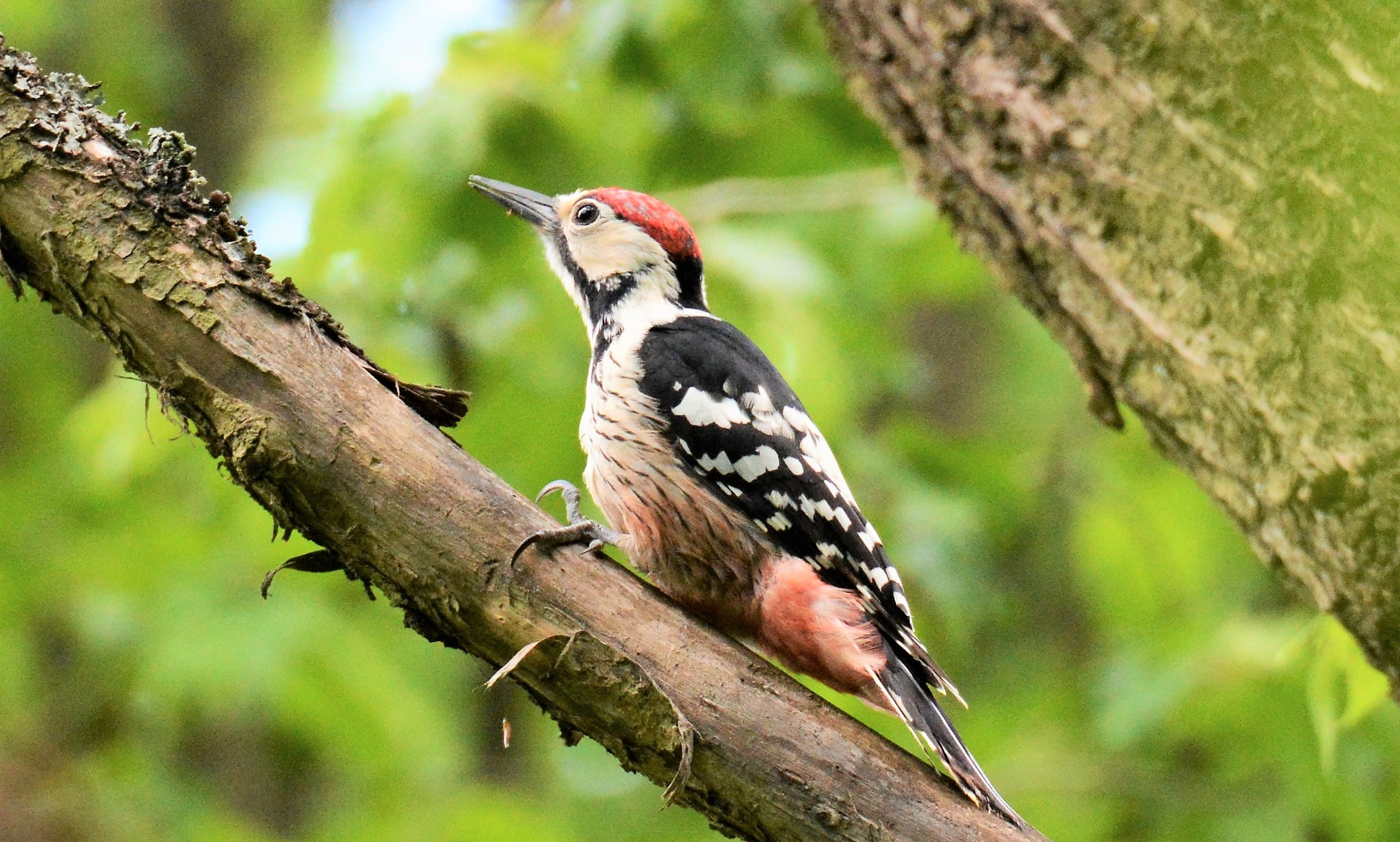 Fehérhátú fakopáncs (Dendrocopos leucotos) / White-backed Woodpecker