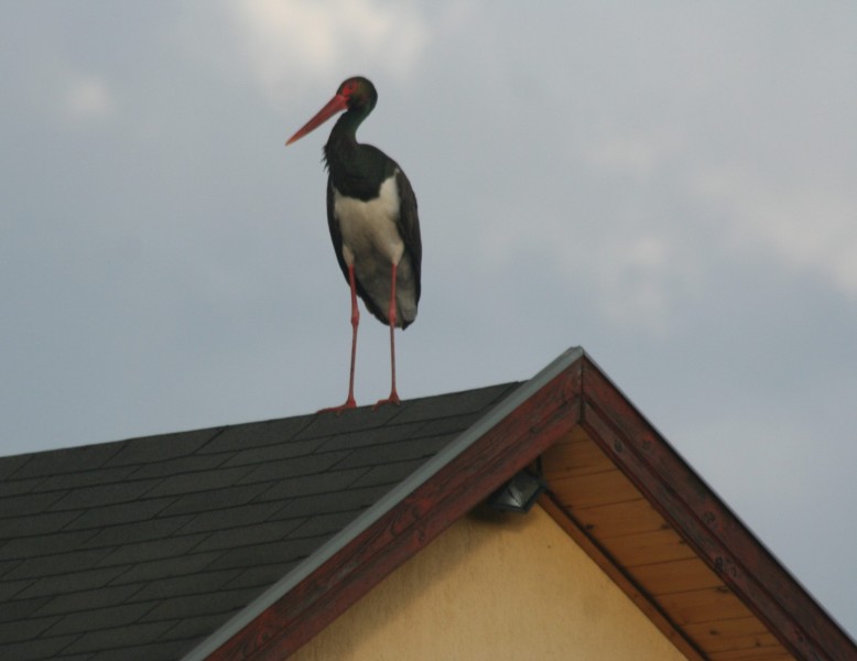 Fekete gólya a háztetőn