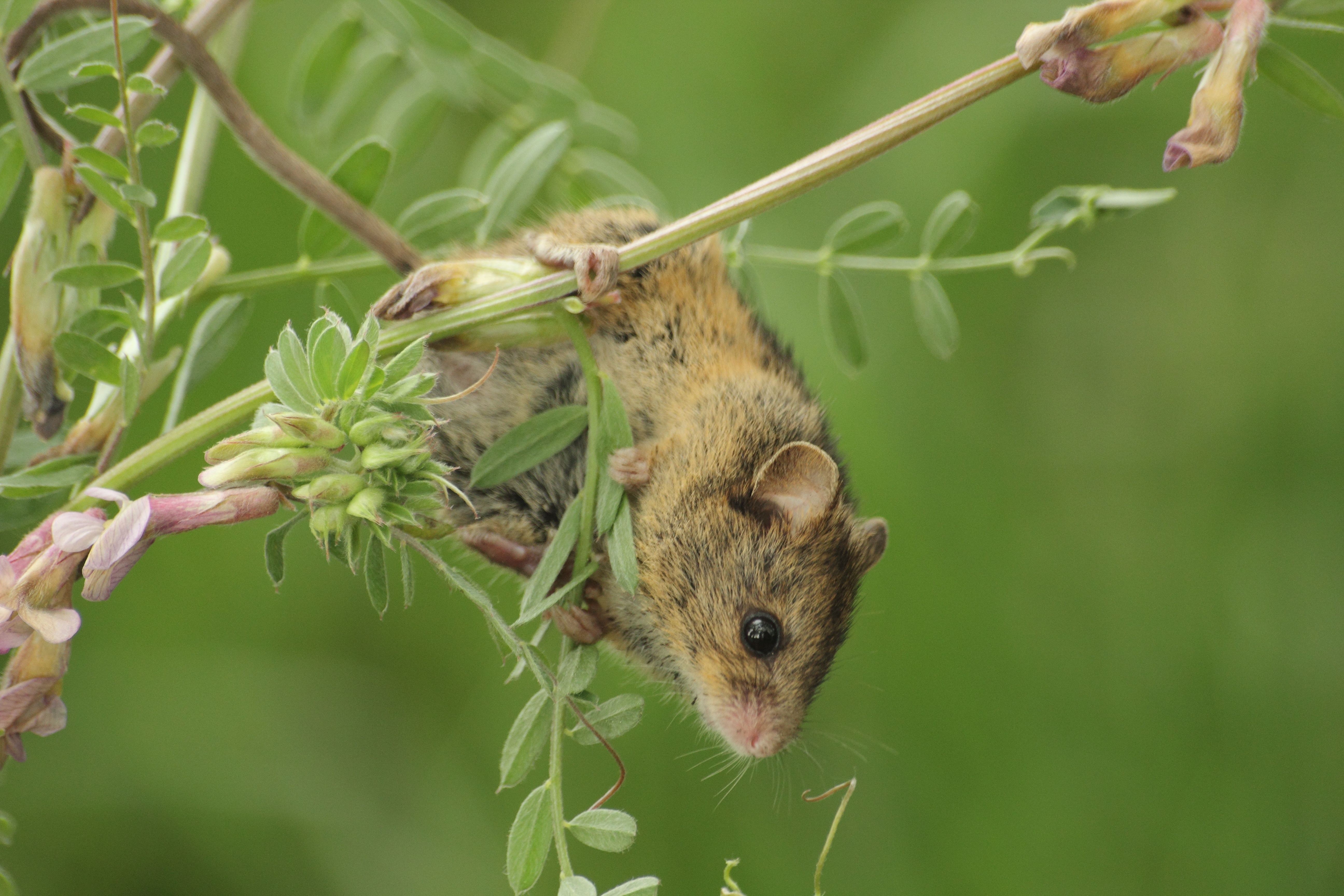 Сад мыши. Мышовка Степная – Sicista subtilis. Лесная мышовка Sicista betulina. Мышовка Степная Sicista subtilis (Pallas, 1773). Отряд Грызуны мышовка.