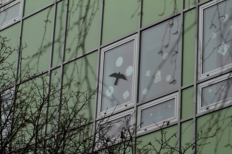 Madarak ablaknak ütközés problémája - megfelelő ragadozómadár-sziluett (Fotó: Orbán Zoltán).