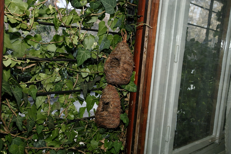 ... és alá is kiakasztani. Az sem gond, ha a falra felfutott növényzetben az éjszakázókasok az ablak mellé kerülnek, ...  (Fotó: Orbán Zoltán).