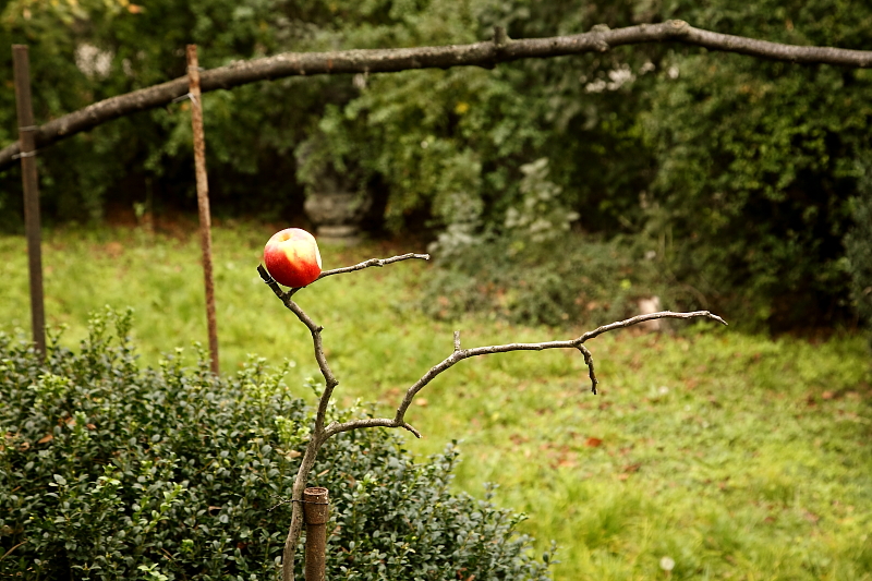 Vékony ágra kihelyezett alma, ... (Fotó: Orbán Zoltán).