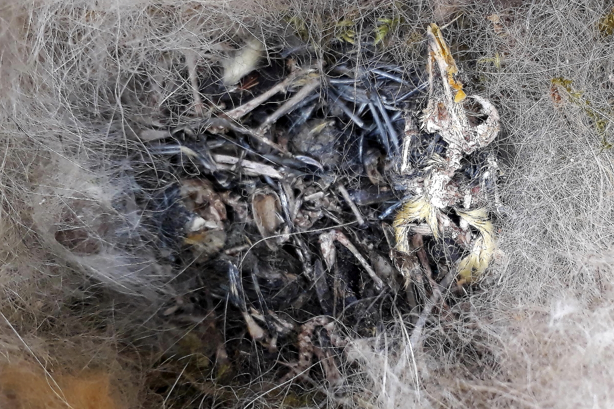 Ez a hétfiókás széncinege-fészekalj Veresegyházon pusztult el 2020. május 9-én.  A felvételek május 26-án készültek, amikorra a hangyák már lepucolták a tetemeket. Ezáltal láthatóvá vált, hogy a fiókák gyomrát és részben a nyelőcsövét is kitöltötték a nyári etetőről a szülők által hordott bontatlan napraforgómagok. A rovartáplálékot igénylő fiókák a számukra emészthetetlen magoktól gyakorlatilag éhen pusztultak (Fotó: Pócsi Ágnes)
