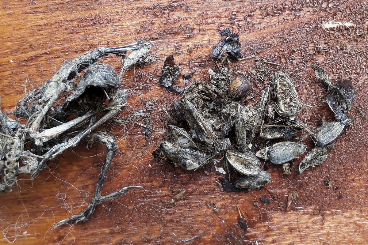 Ez a hétfiókás széncinege-fészekalj Veresegyházon pusztult el 2020. május 9-én.  A felvételek május 26-án készültek, amikorra a hangyák már lepucolták a tetemeket. Ezáltal láthatóvá vált, hogy a fiókák gyomrát és részben a nyelőcsövét is kitöltötték a nyári etetőről a szülők által hordott bontatlan napraforgómagok. A rovartáplálékot igénylő fiókák a számukra emészthetetlen magoktól gyakorlatilag éhen pusztultak (Fotó: Pócsi Ágnes)