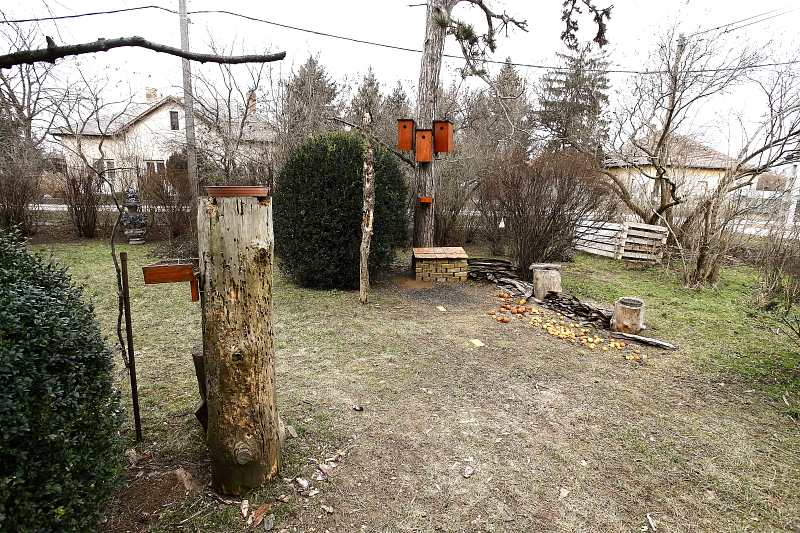 Talajetető fakuszbarát kiegészítőkkel - különböző magasságú farönkökkel, harkályfával, harkályetetővel, kéregrakással és élő fával (Fotó: Orbán Zoltán).
