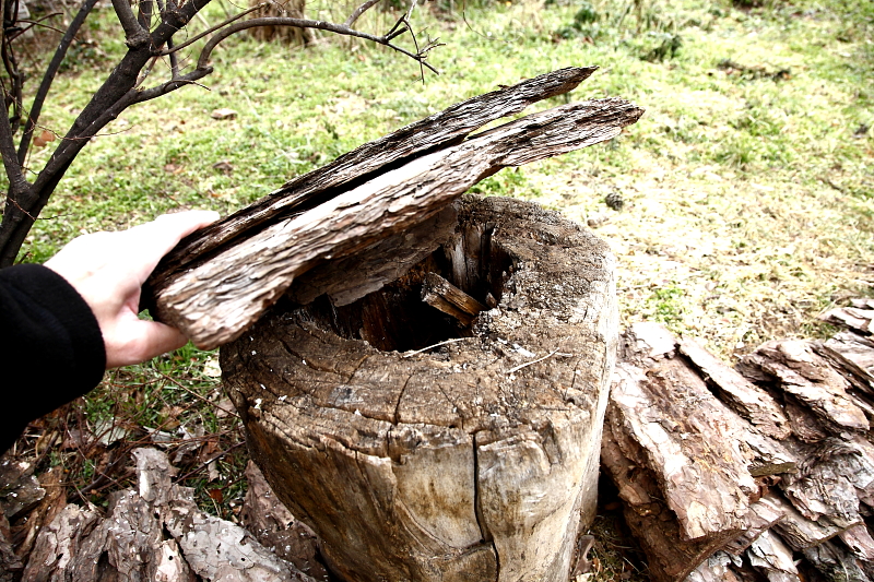 Üreges rönk kéregtetővel talajetető ökörszem-kéregrakásába építve (Fotó: Orbán Zoltán).