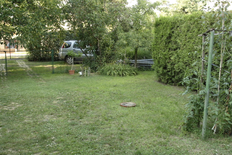 Tálcás sárgyűjtő egy kert gyepén (Fotó: Orbán Zoltán).