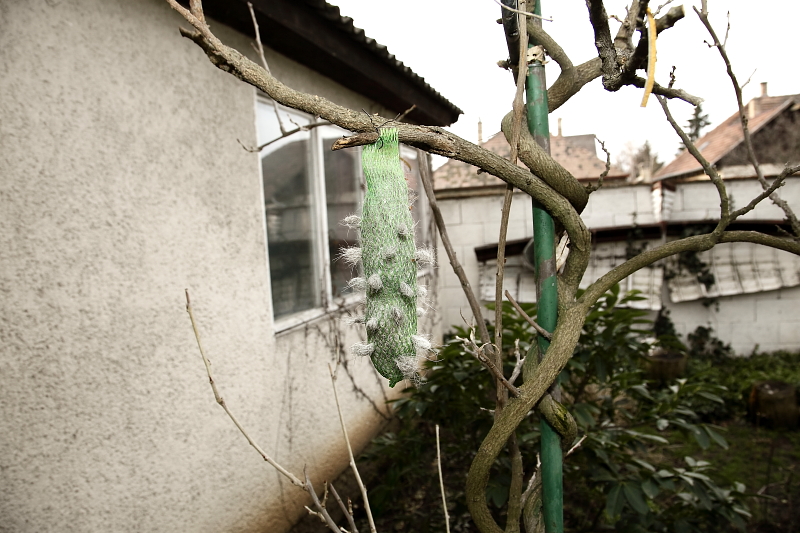 Kutyaszőr fészekanyag kihelyezése műanyag hálóban madarak számára (Fotó: Orbán Zoltán).