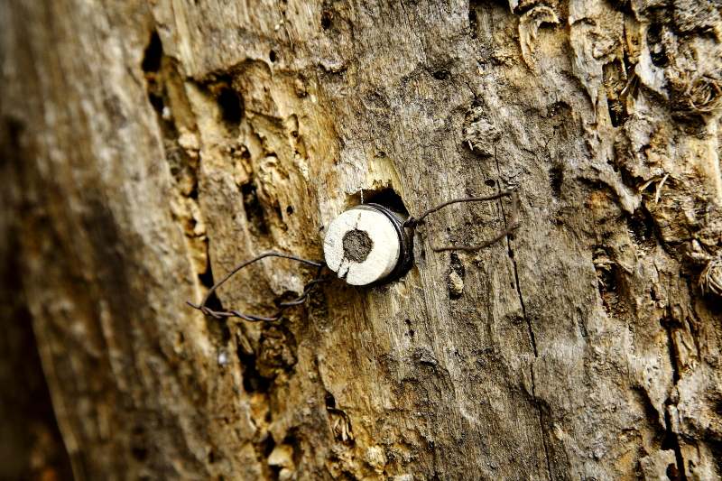 A látványméhecskehotel-kémcső besarazott dugója jelzi, hogy ebbe az eszközbe is beköltözött egy méh (Fotó: Orbán Zoltán).