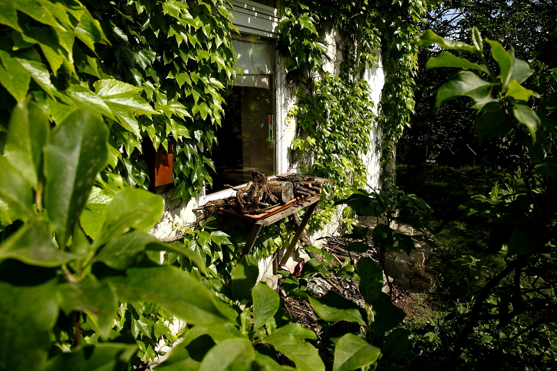 Természetvédelmi farakáshoz kapcsolódó ablakgyíkvár vadszőlővel befuttatott fővárosi épületen (Fotó: Orbán Zoltán).