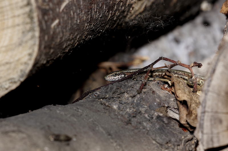 Fali gyík természetvédelmi farakásban / Wall Lizard at wood-pile water bowl (Fotó: Orbán Zoltán).