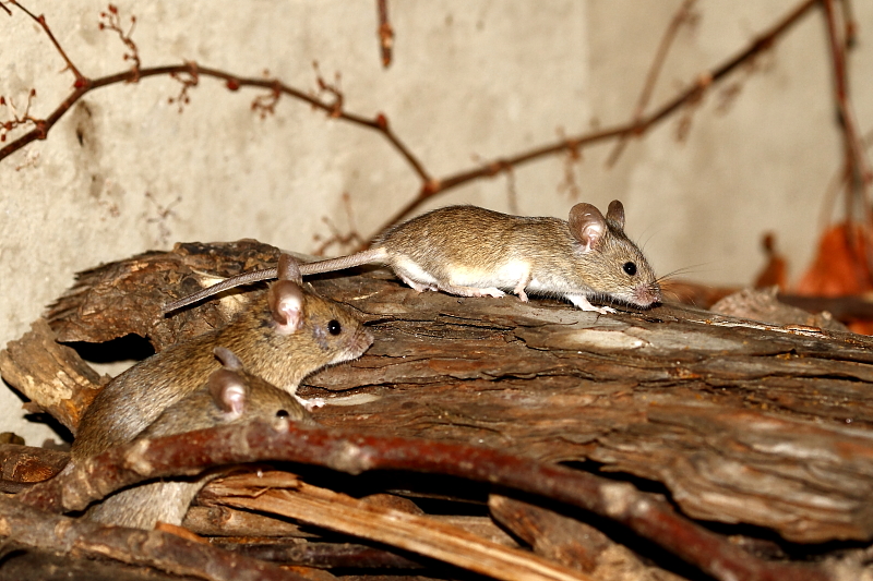 Házi egerek természetvédelmi farakáson (Fotó: Orbán Zoltán).