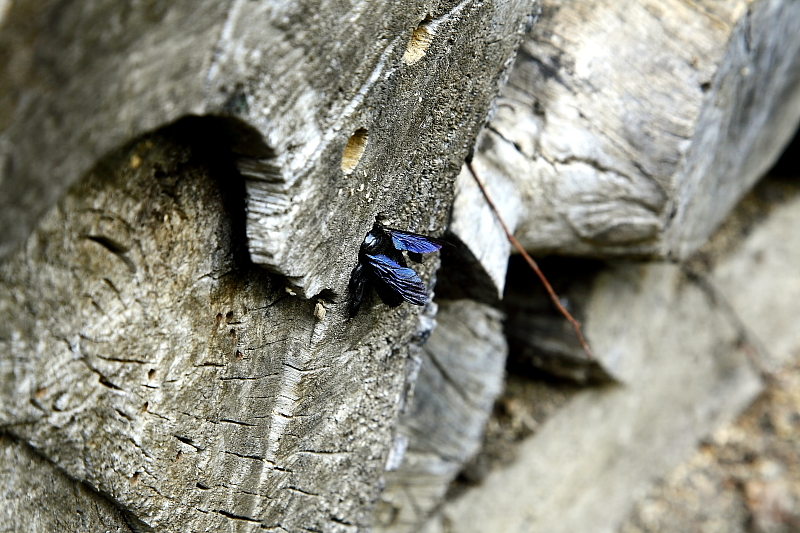 Kék fadongó járatának bejáratánál természetvédelmi farakásban. Alatta jól megfigyelhető a lakójárat rágásának "fűrészporhalma" (Fotó: Orbán Zoltán).