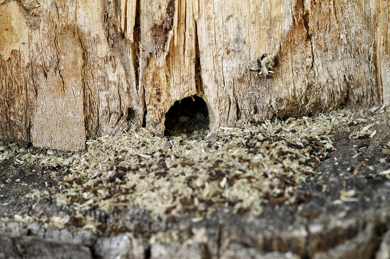 Kék fadongó járatának bejárata, rágásának "fűrészpora" és a rovar sötét ürülékcsomói  természetvédelmi farakásban (Fotó: Orbán Zoltán).