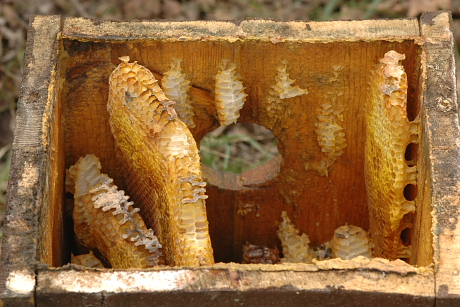 Házi méh lépei mesterséges odúban (Fotó: Bajor Zoltán).