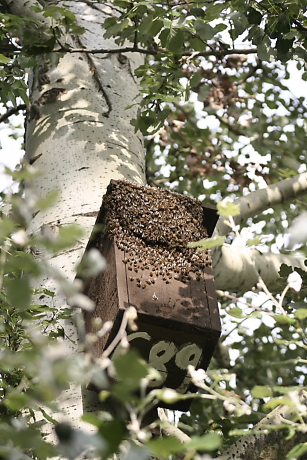 Házi méhek mesterséges szalakótaodúban (Fotó: Orbán Zoltán).