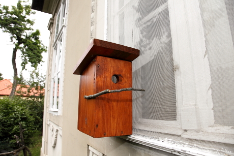 Üveg oldalfalú ablakodú szúnyoghálóra kihelyezve (Fotó: Orbán Zoltán).