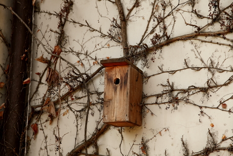 B típusú madárodú falon, vadszőlőben (Fotó: Orbán Zoltán).