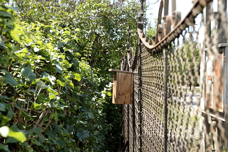 B típusú madárodú kerítésen (Fotó: Orbán Zoltán).
