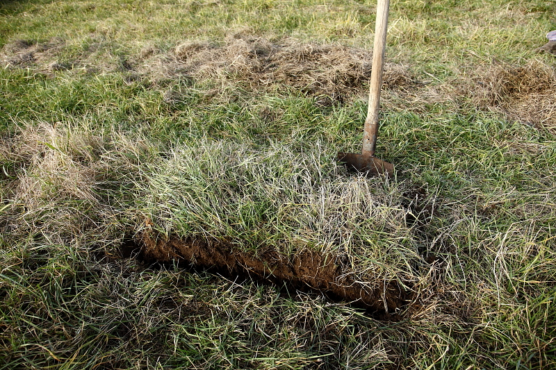 A gyeptéglatető "elkészítésének" első lépése a megfelelő méretű gyep körülvágása ásóval (Fotó: Orbán Zoltán).