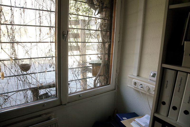 Ott, ahol a kúszónövény ezt lehetővé teszi, a "C" odút ablakodúszerűen is kihelyezhetjük (Fotó: Orbán Zoltán). 
