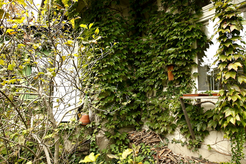 Az előzőképeken téli időszakban bemutatott "C" odú a vadszőlő kilevelesedését követően teljesen láthatatlanná válik (a kép közepén). Az ablakban látható fakeret nyáron ablakitatóként, télen etetőként és itatóként működik. Az ablaktól balra egy "B" odú is látható (Fotó: Orbán Zoltán). 
