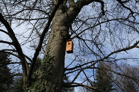 Mesterséges 'D' típusú madárodú, amibe mókusok is beköltözhetnek (Fotó: Orbán Zoltán).