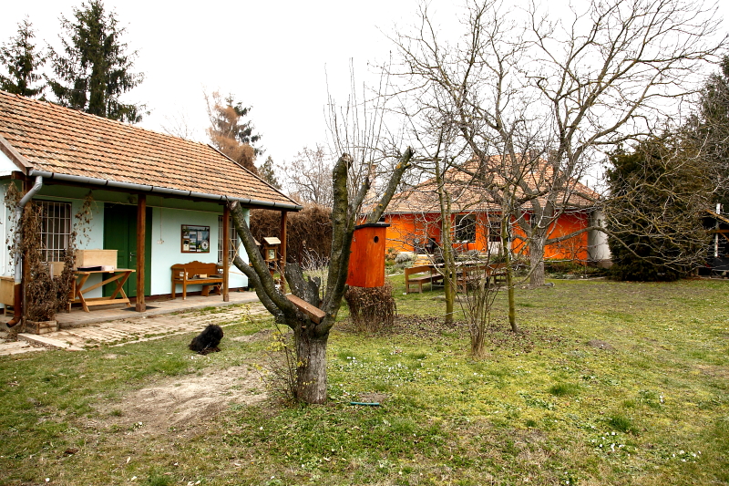 Mesterséges búbosbankaodú hagyományos kihelyezése fára (Fotó: Orbán Zoltán).