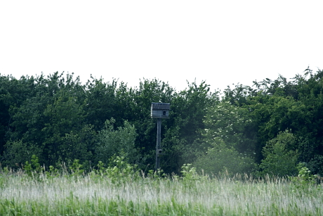 Lábazaton álló bagoly költőláda tóparti növénytársulásban, Angliában (Fotó: Orbán Zoltán).