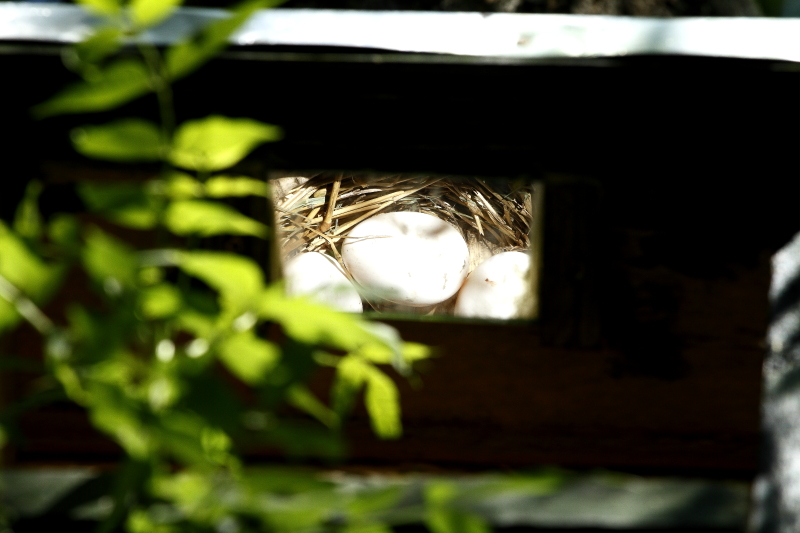 Erdei fülesbagoly tojásos fészekalja vércseláda tetejére szerelt ellenőrző tükörből nézve (Fotó: Orbán Zoltán).