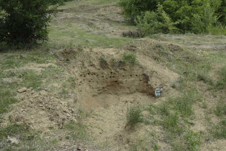 Partifecske telep ásott gödör falában (Fotó: Orbán Zoltán).