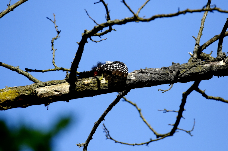 Ágon napfürdőző balkáni fakopáncs / Sunbathing Syrian Woodpecker (Fotó: Orbán Zoltán).
