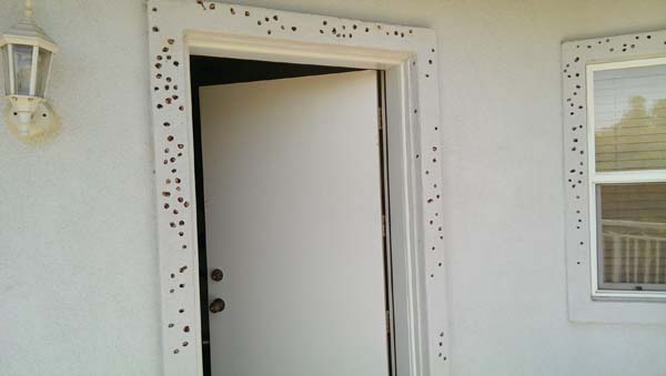 Gyűjtő küllő (Melanerpes formicivorus) épületrongálása (Forrás: viralnova.com/woodpecker-holes-in-house).